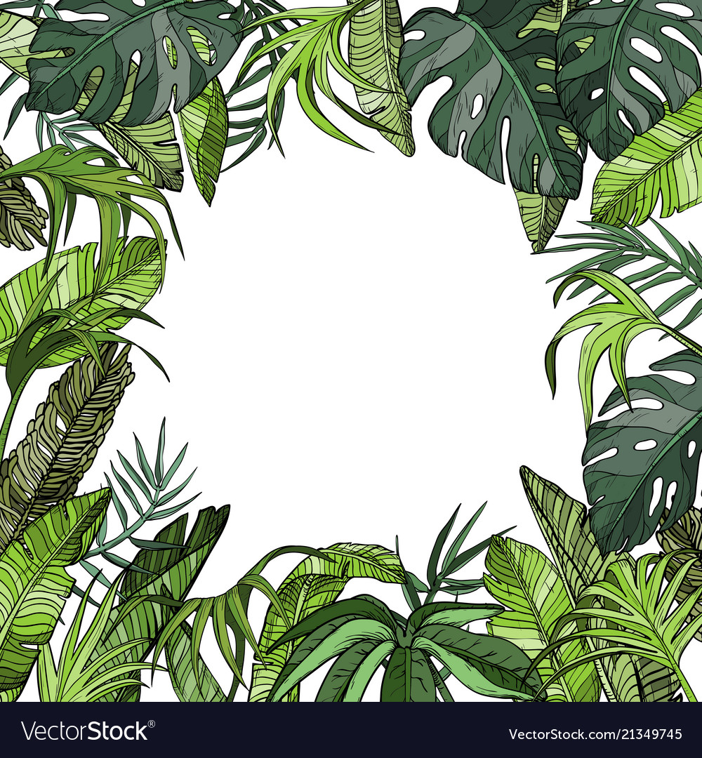 Tropical Vector Background