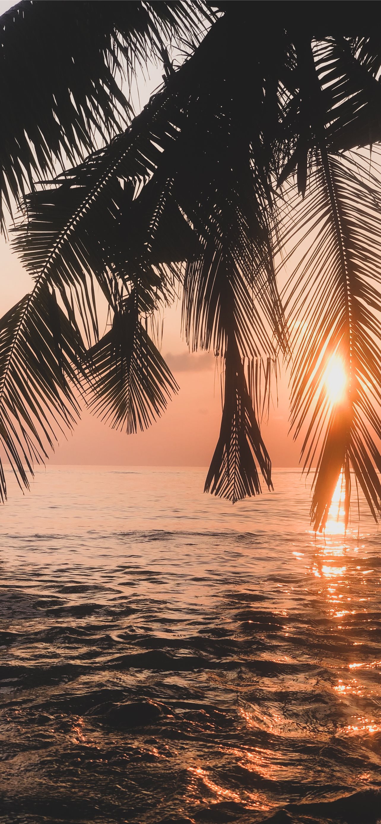 Tropical Wallpapers