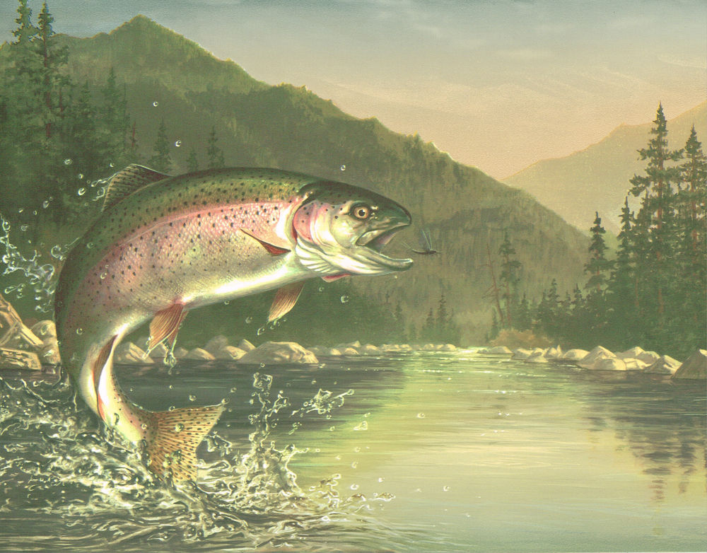 Trout Wall Paper Wallpapers