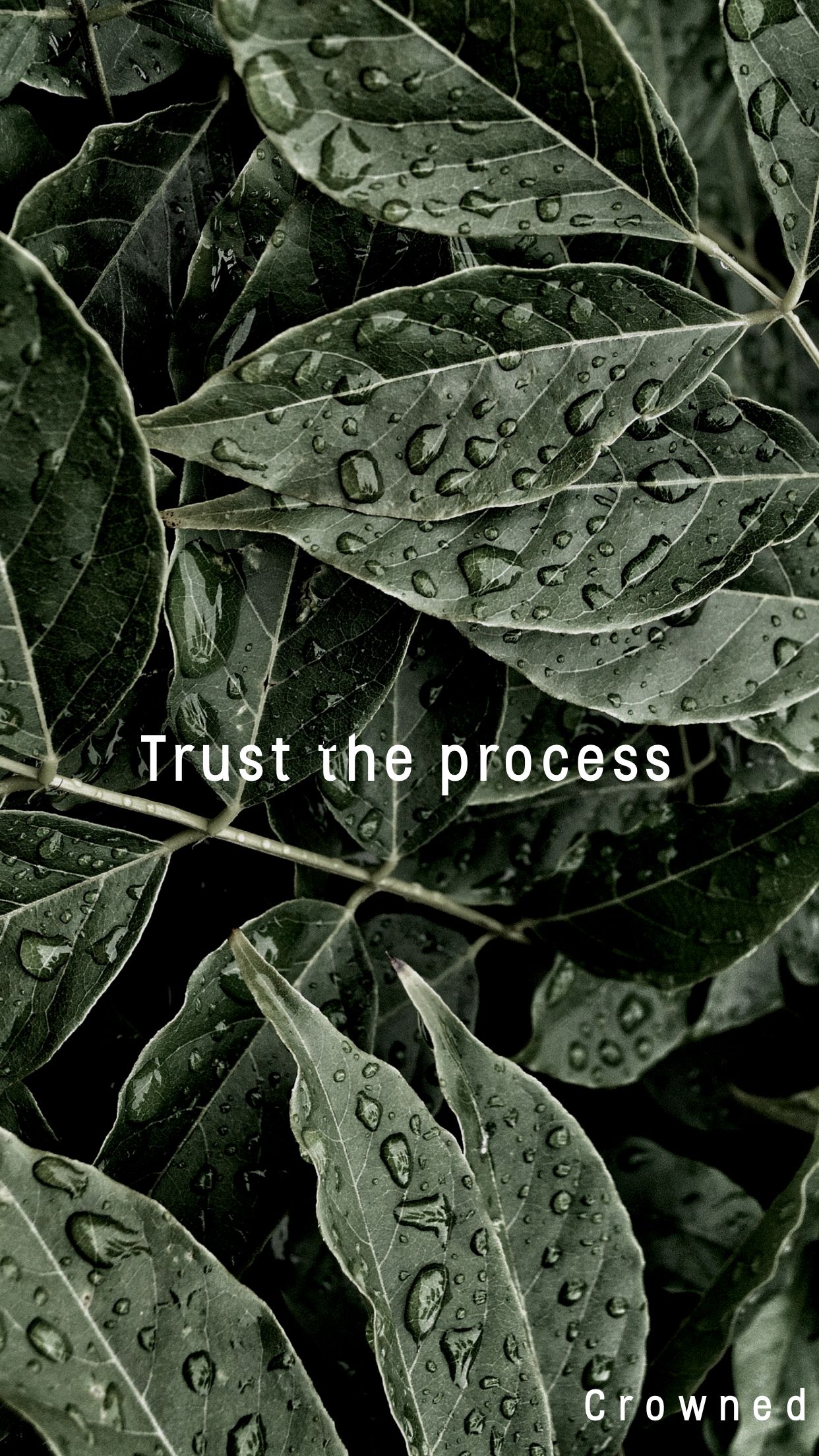 Trust The Process Wallpapers