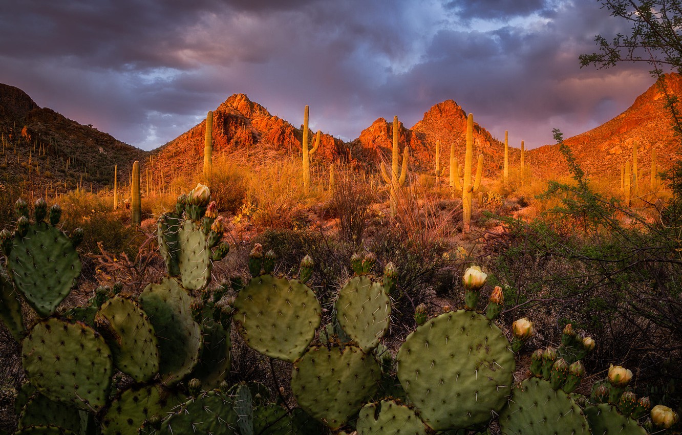 Tucson Sunset Wallpapers