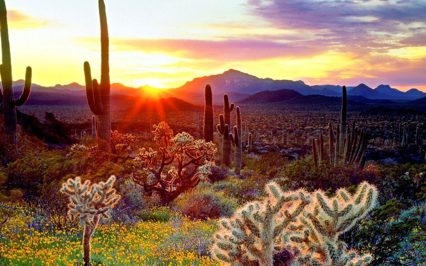 Tucson Sunset Wallpapers