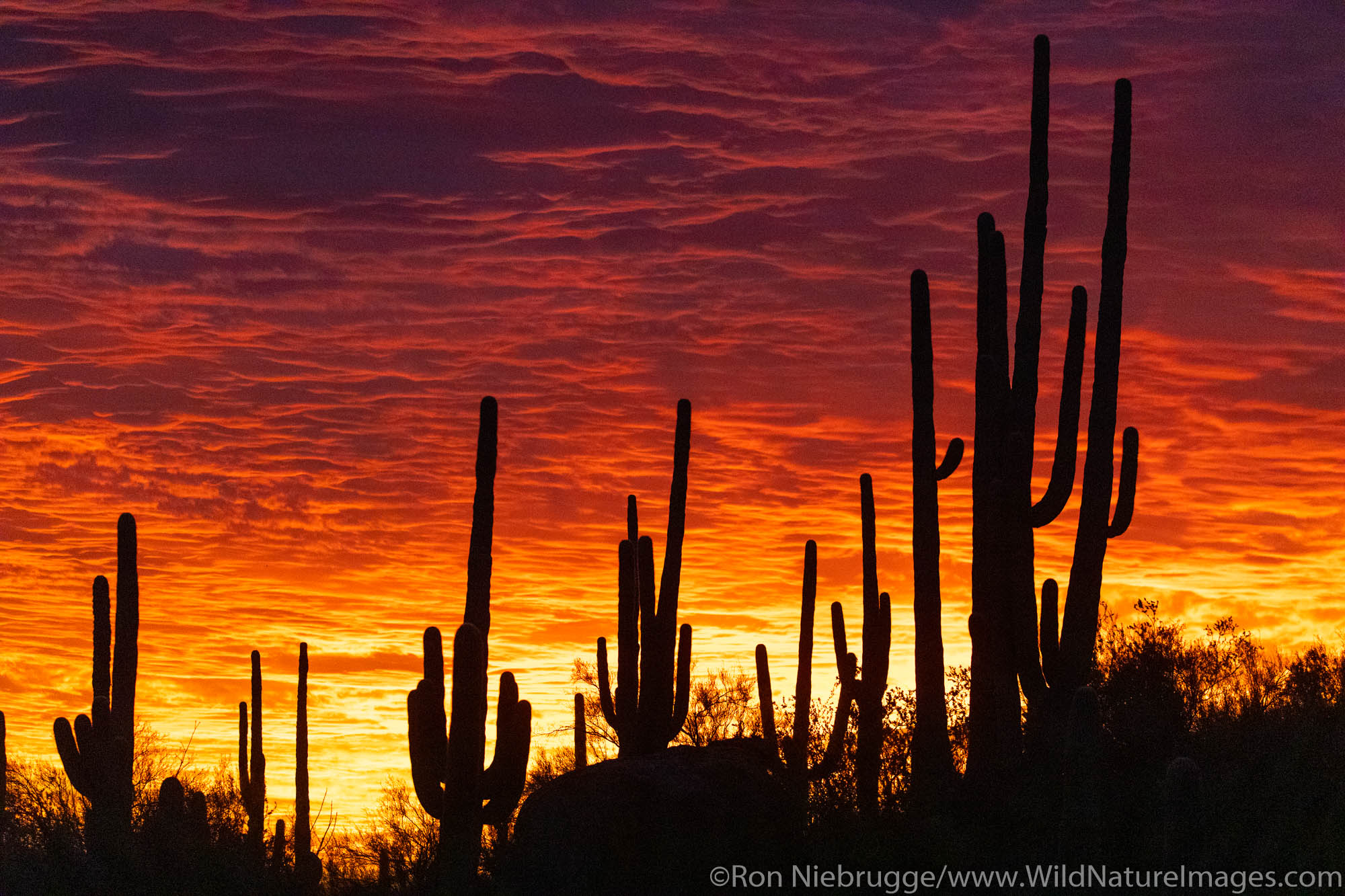 Tucson Sunset Wallpapers