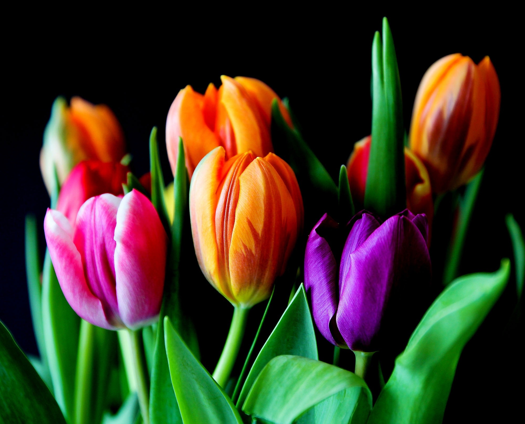 Tulip Desktop Wallpapers