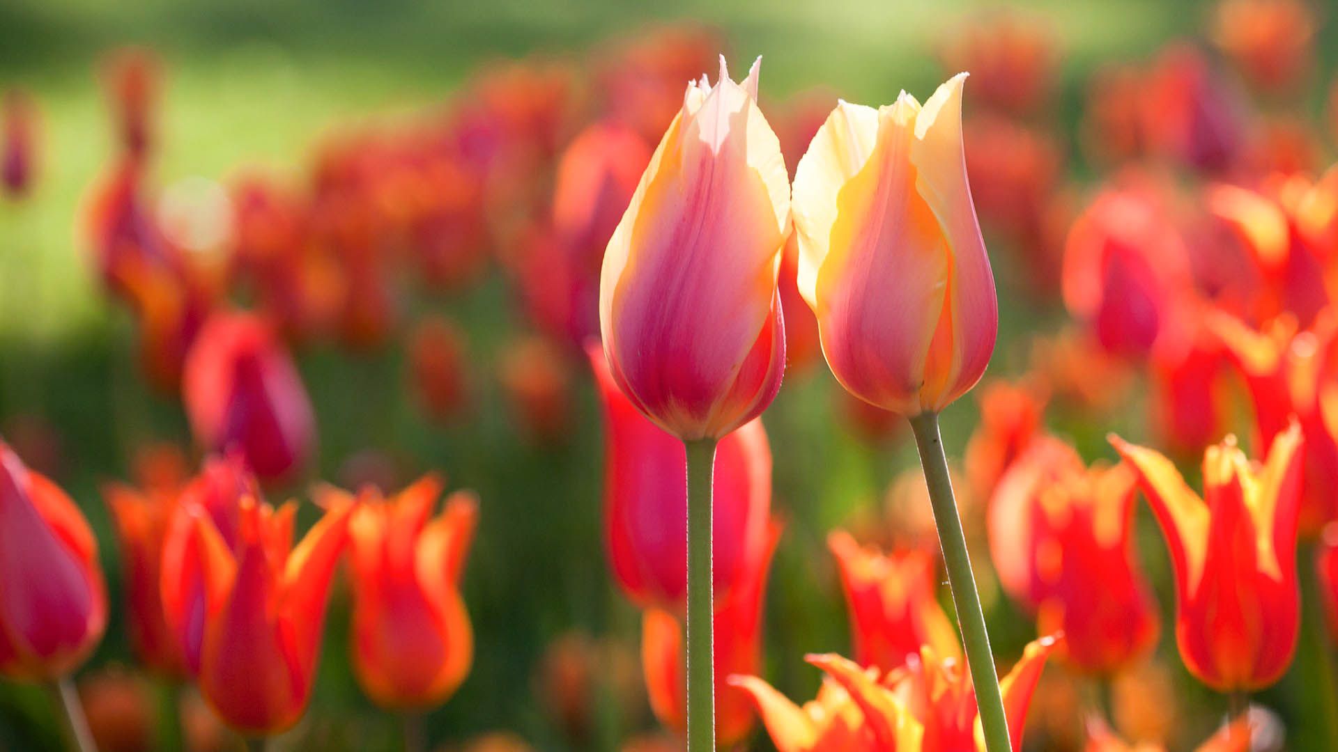 Tulip Desktop Wallpapers