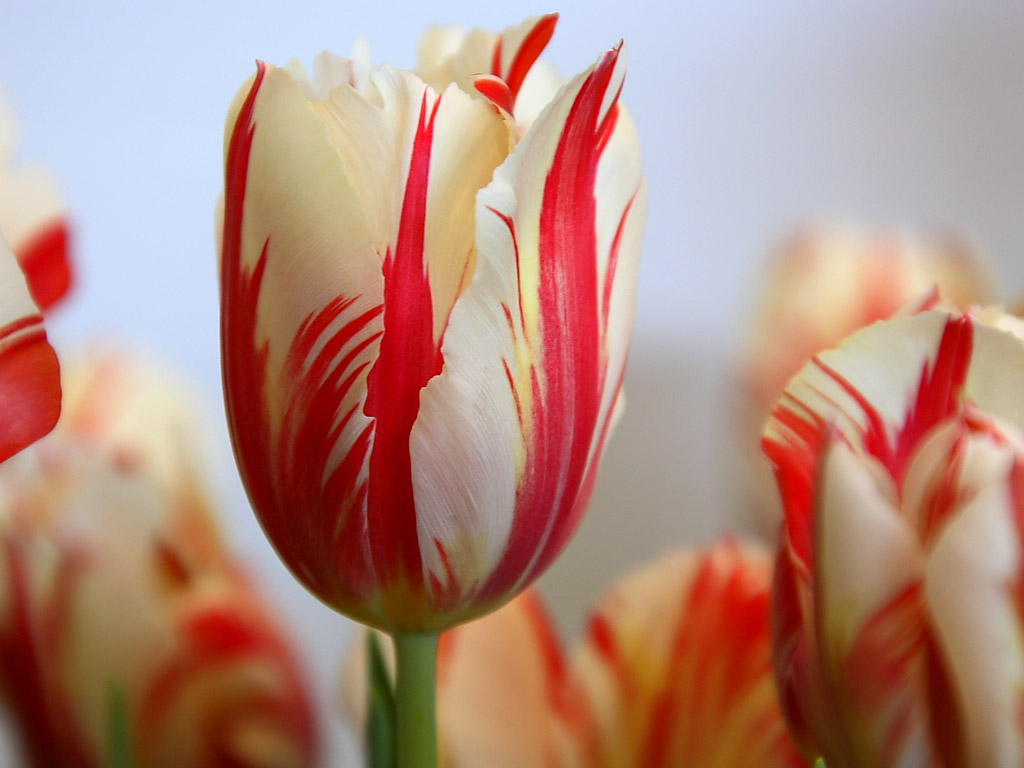 Tulip Desktop Wallpapers