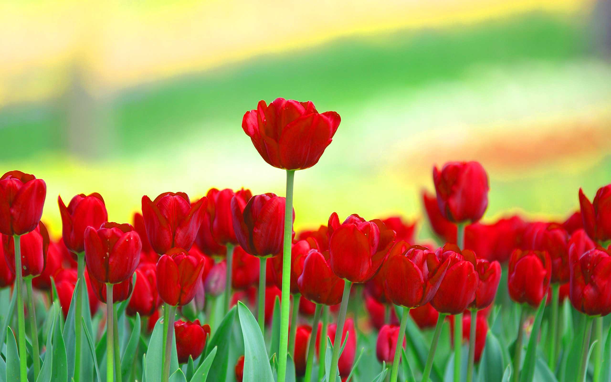 Tulip Desktop Wallpapers