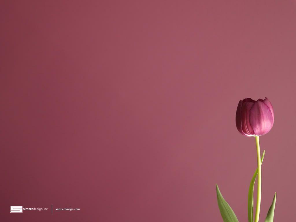 Tulip Desktop Wallpapers