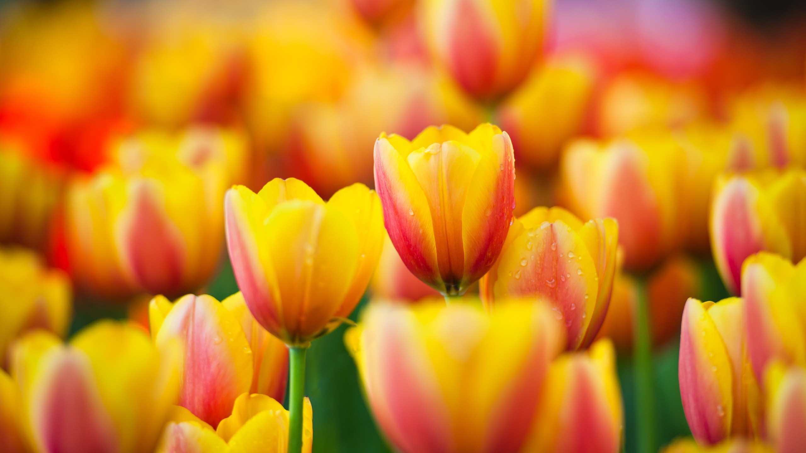 Tulip Desktop Wallpapers