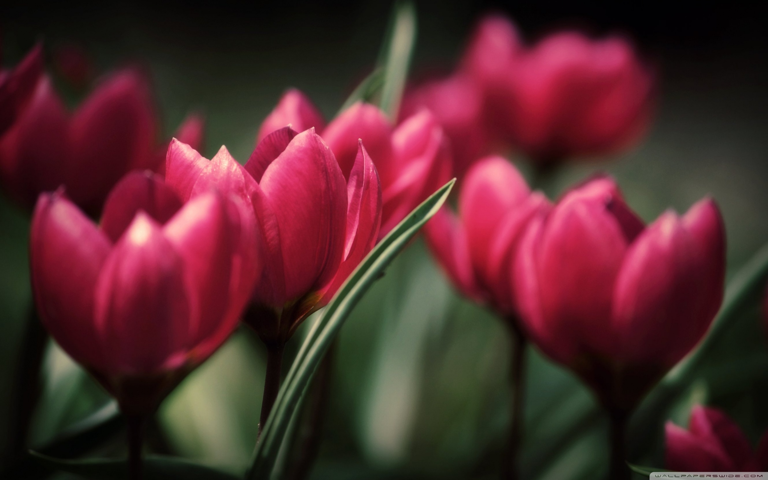 Tulip Desktop Wallpapers