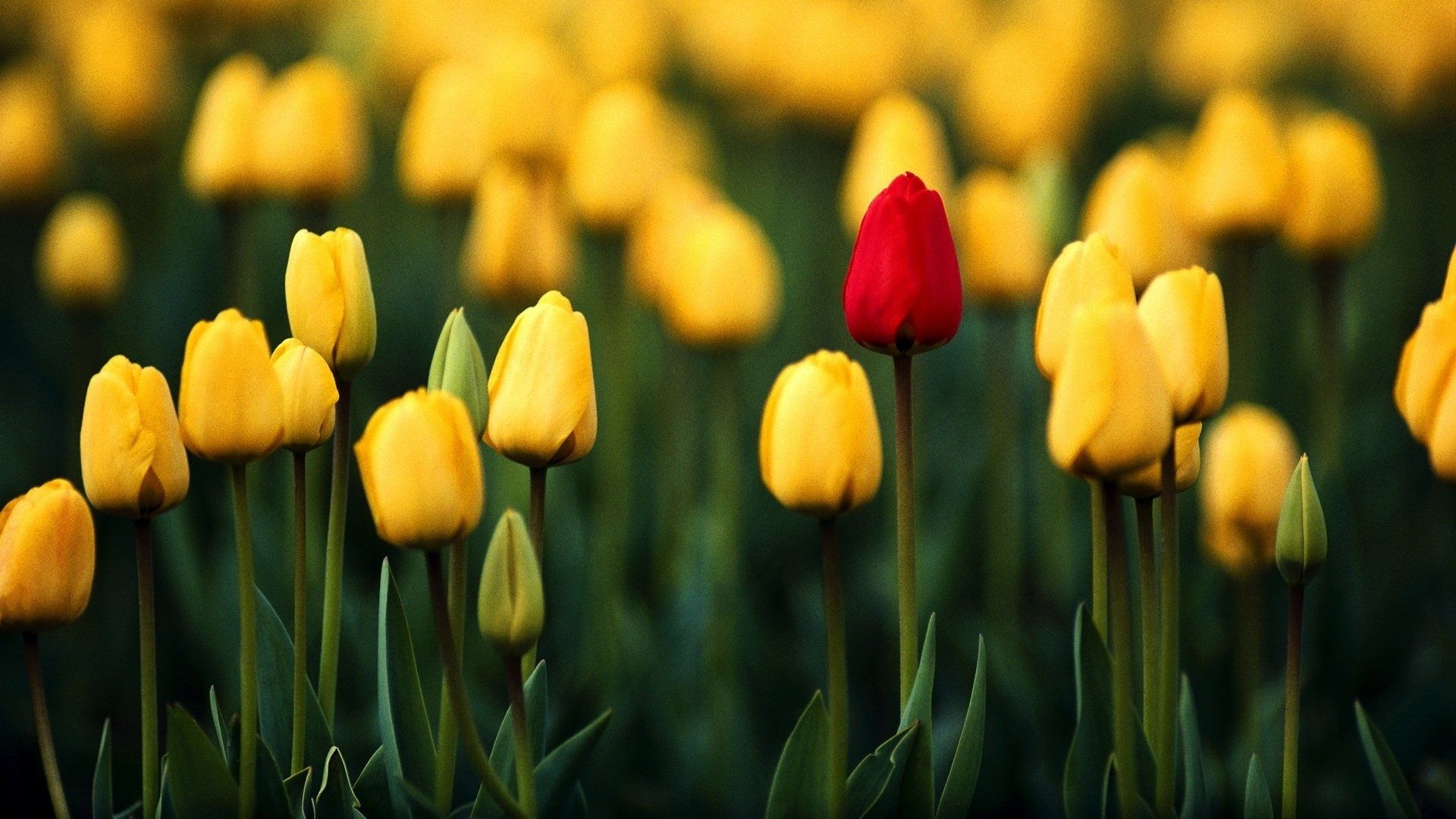 Tulip Desktop Wallpapers