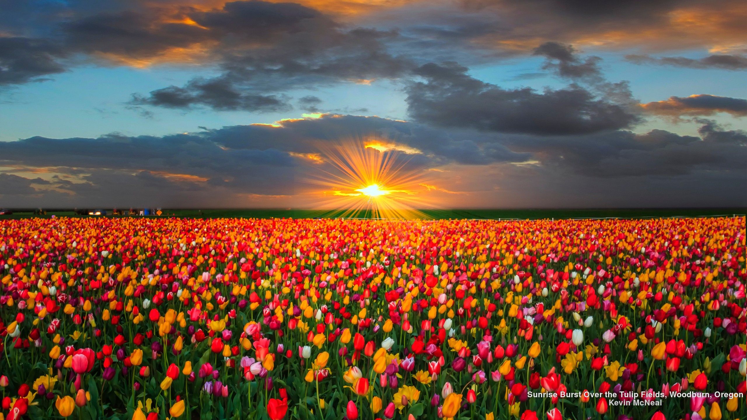 Tulip Field 5K Wallpapers