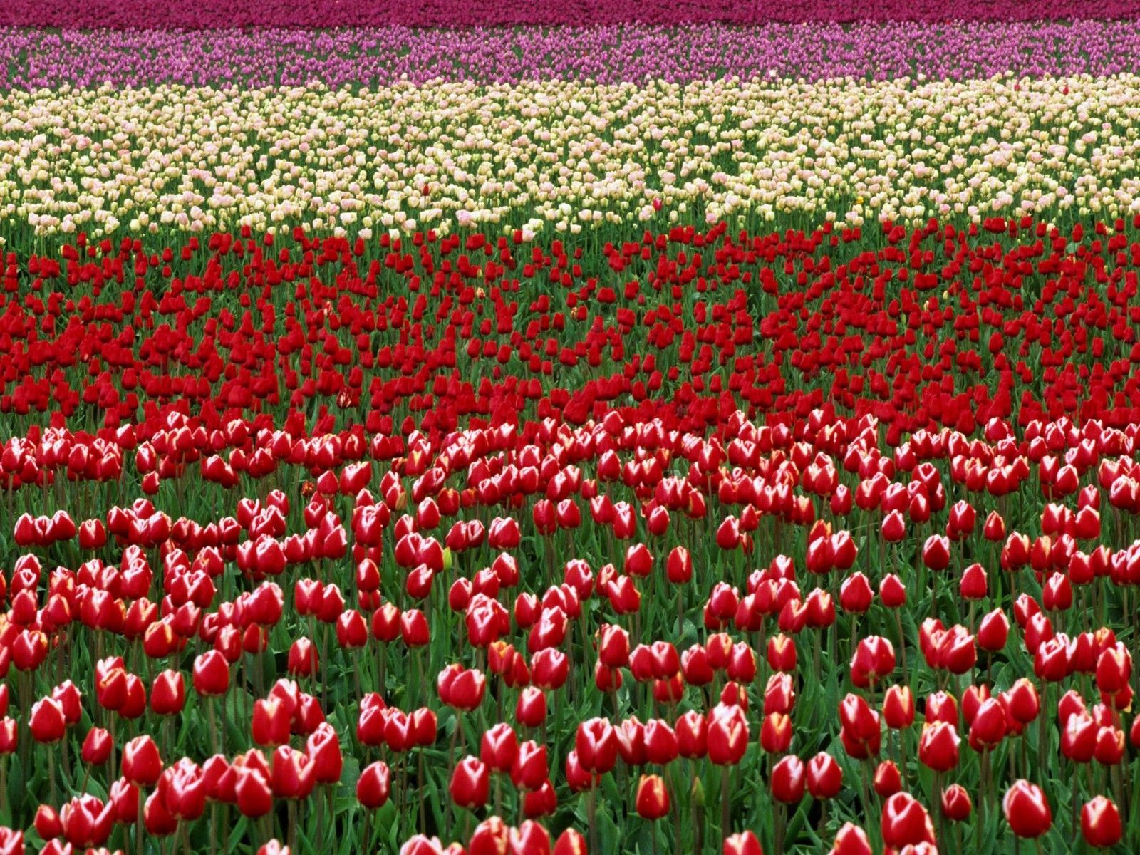 Tulip Field 5K Wallpapers