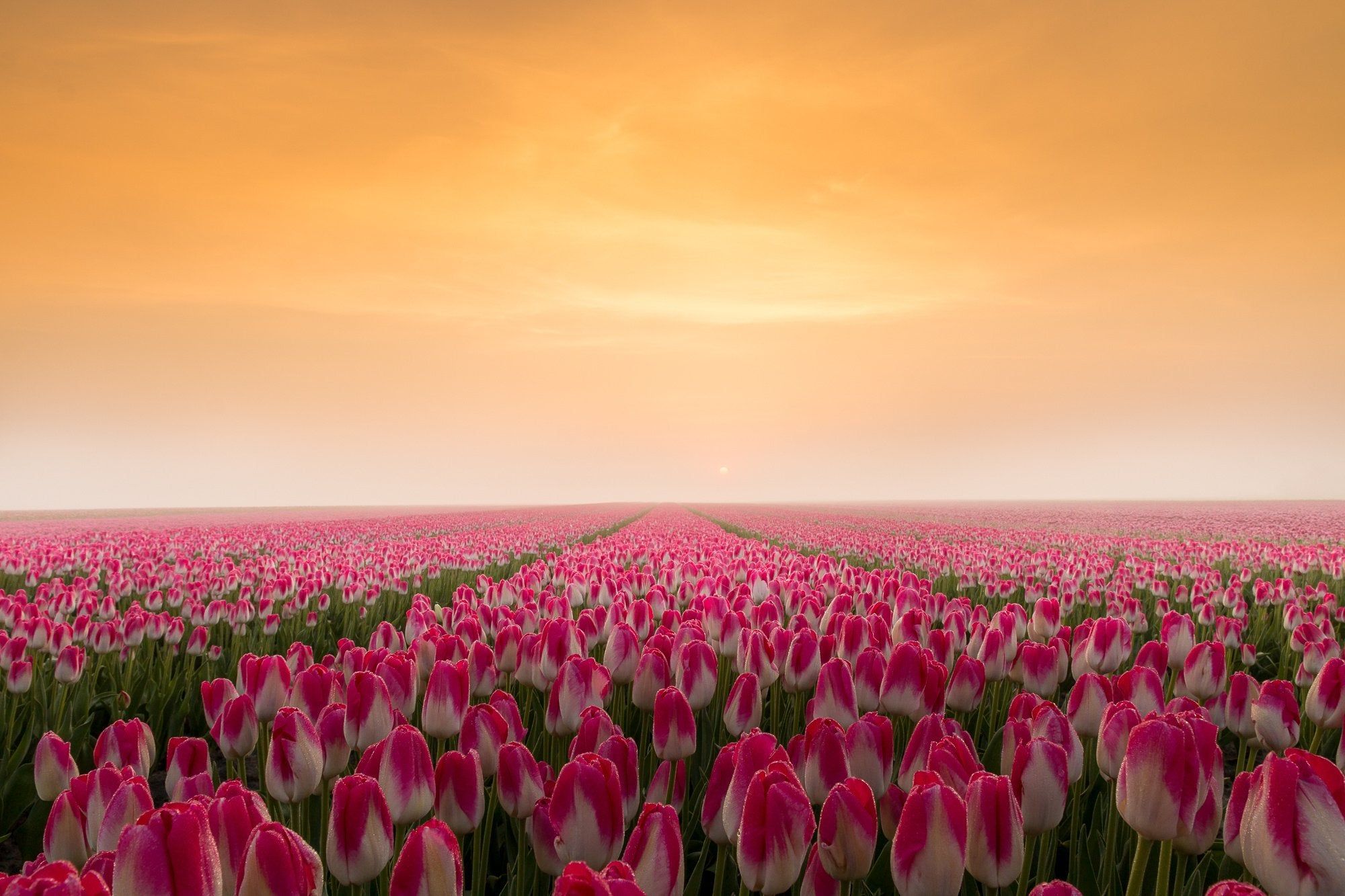 Tulip Field 5K Wallpapers