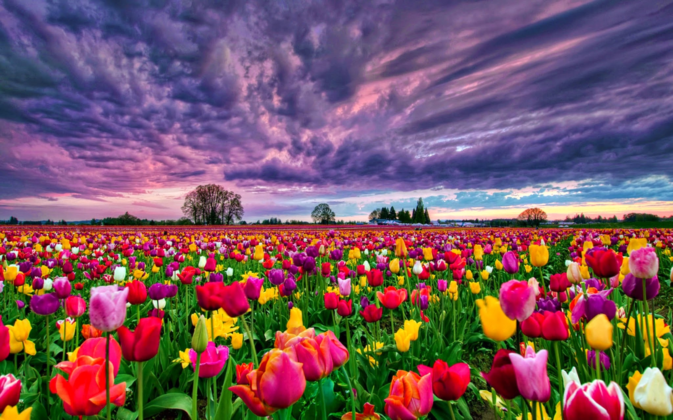 Tulip Field 5K Wallpapers