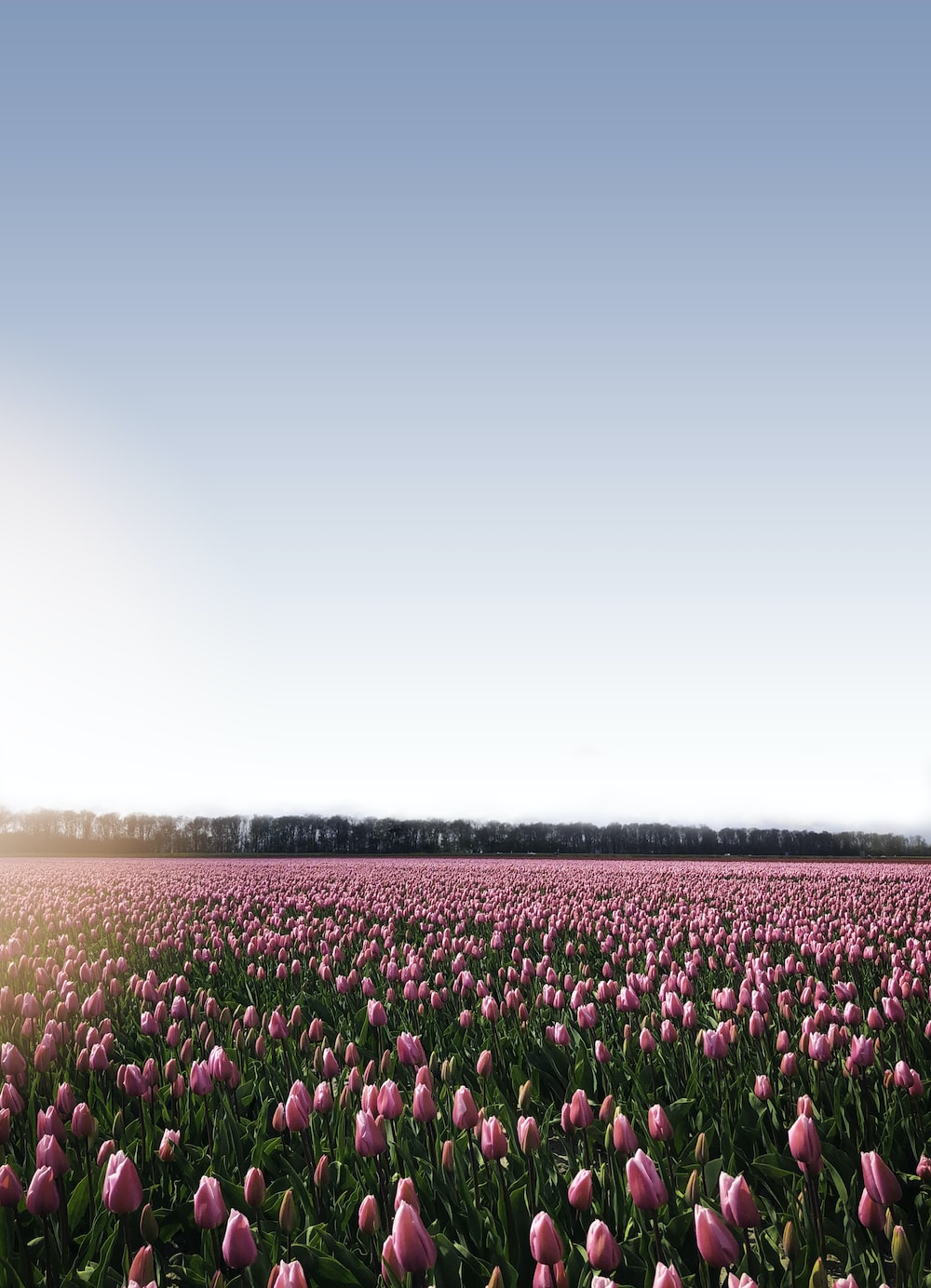 Tulip Field Wallpapers