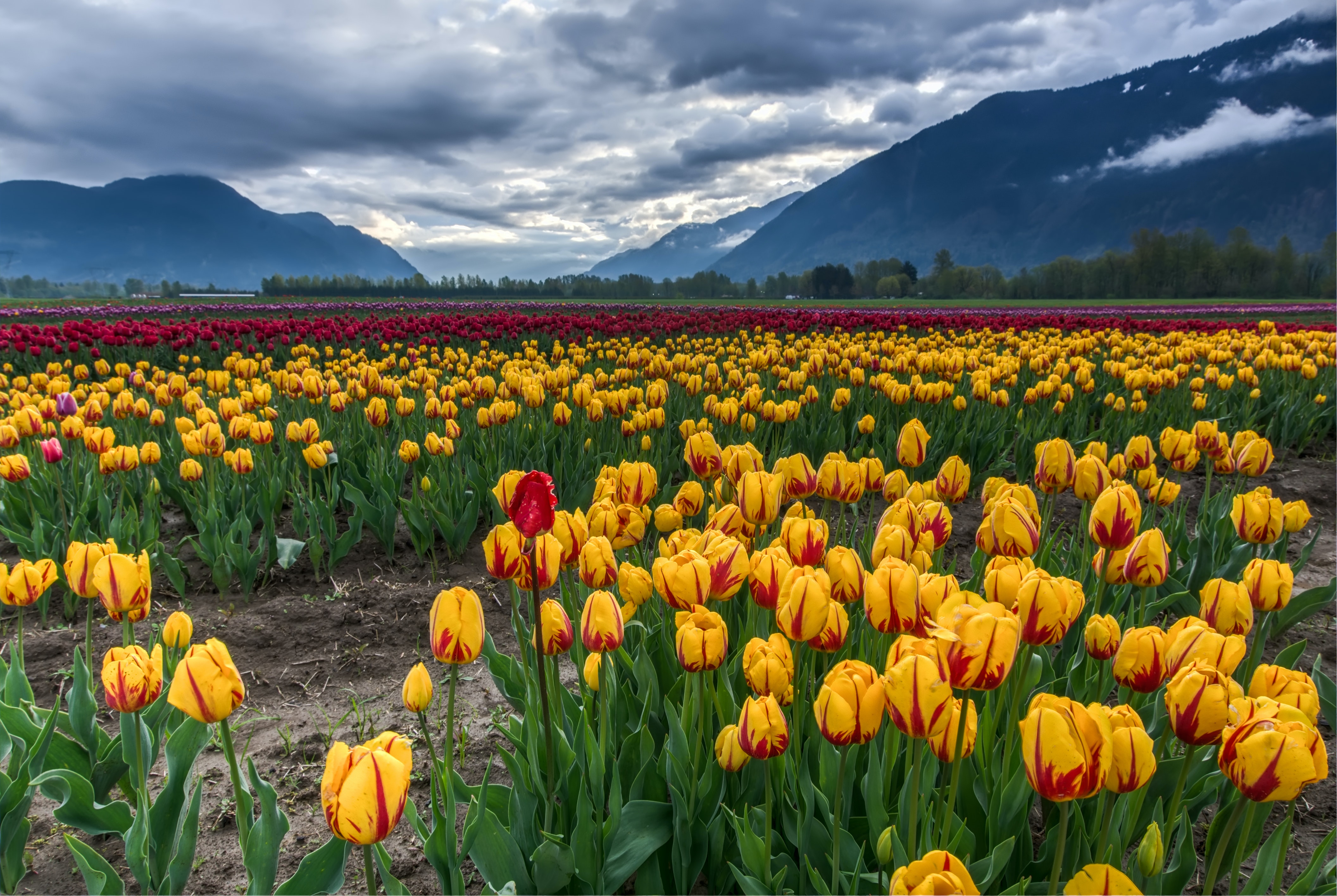 Tulip Field Wallpapers