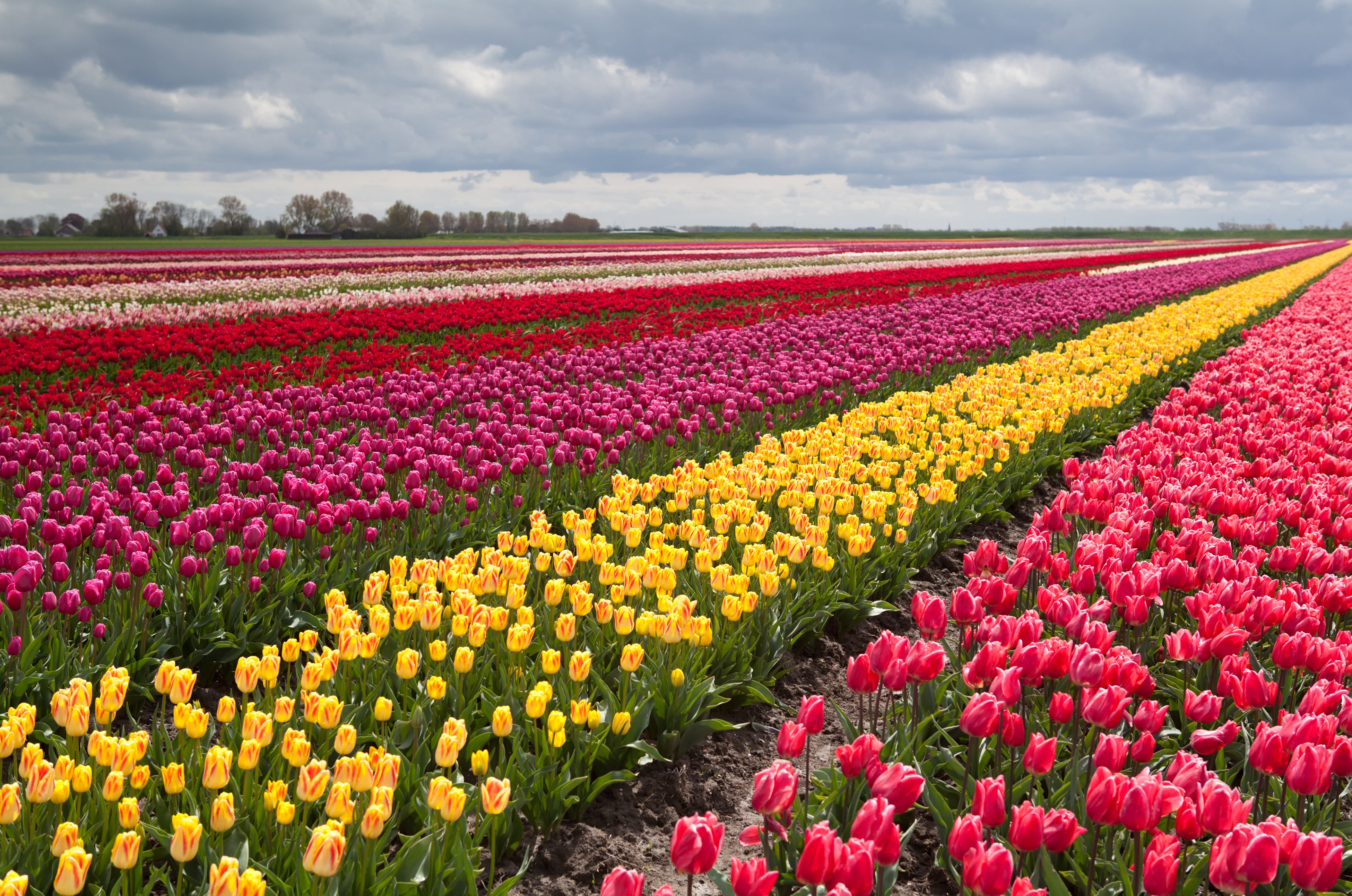 Tulip Field Wallpapers