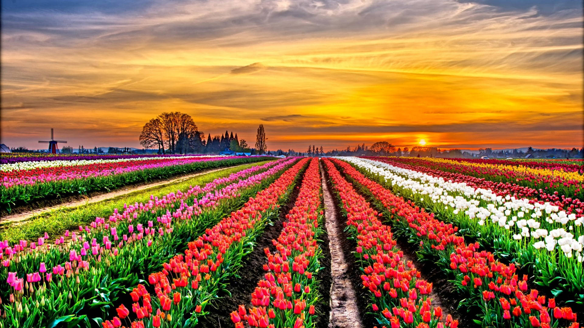 Tulip Field Wallpapers