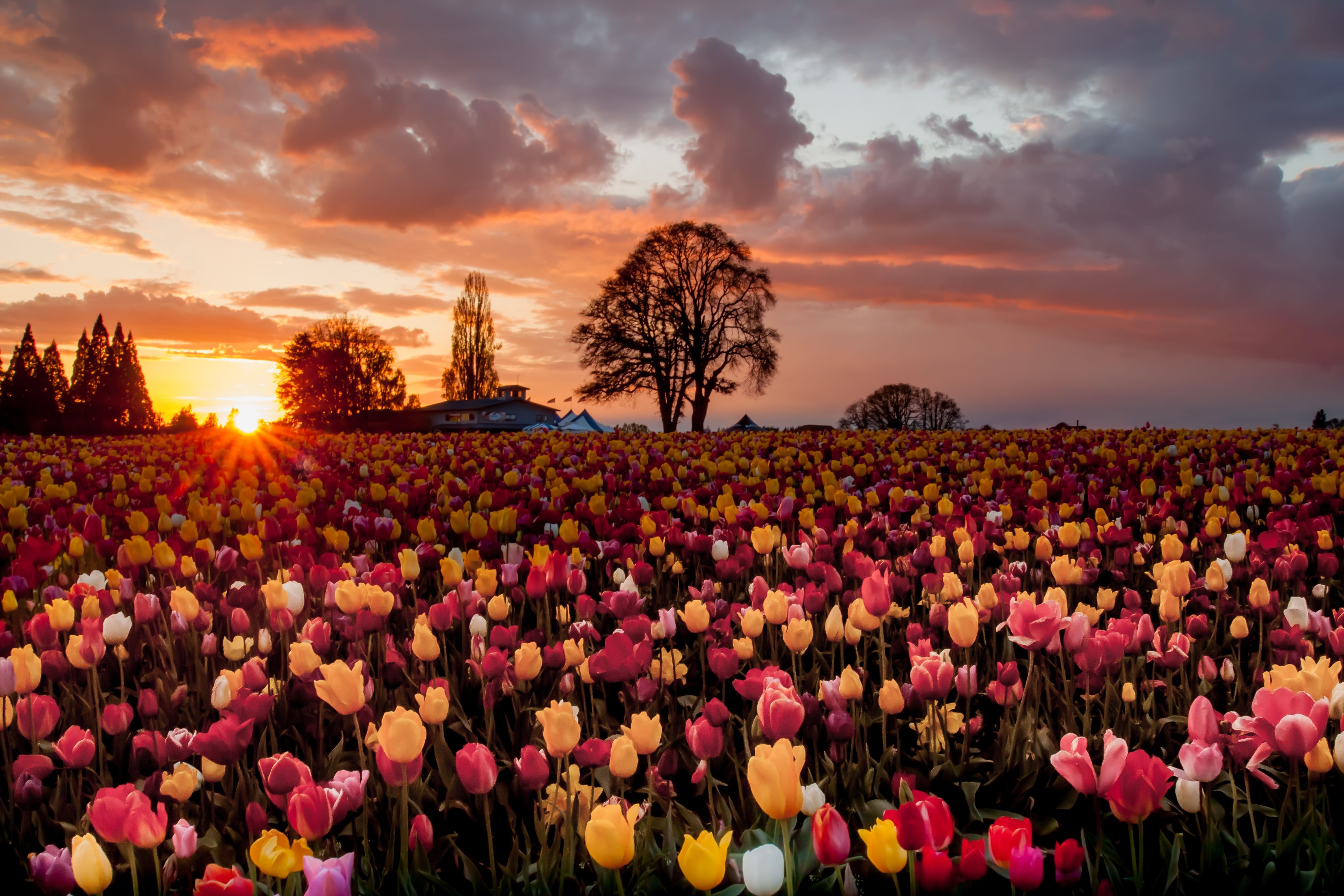 Tulip Field Wallpapers