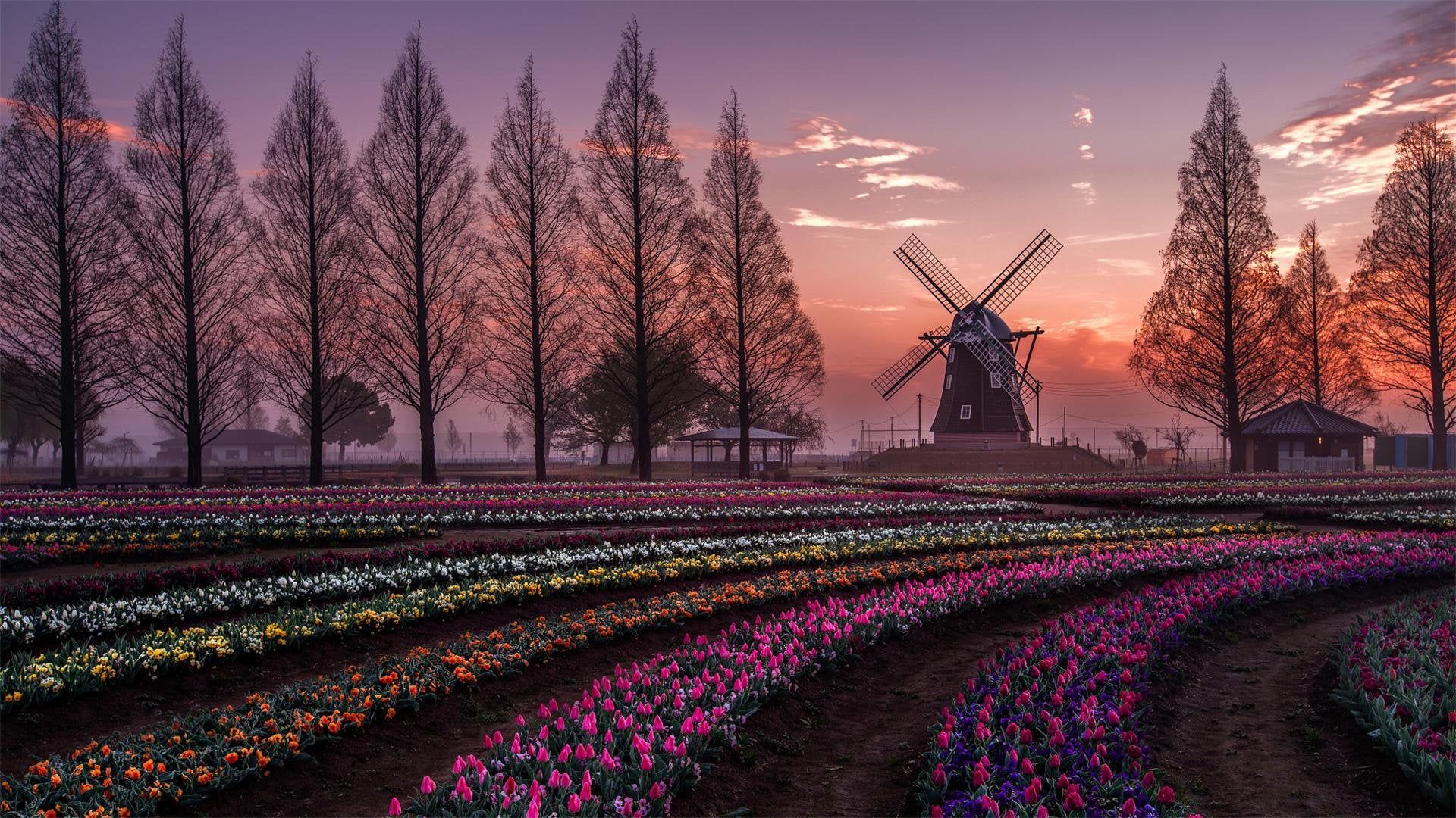 Tulip Field Wallpapers