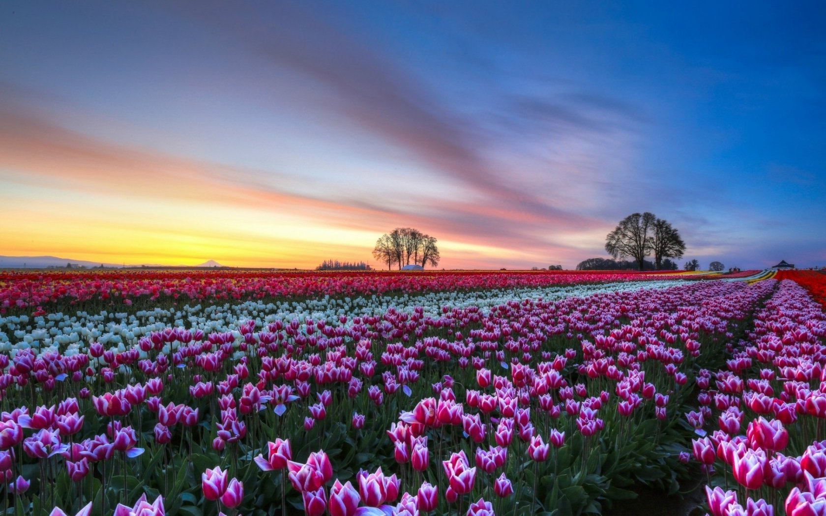 Tulip Field Wallpapers