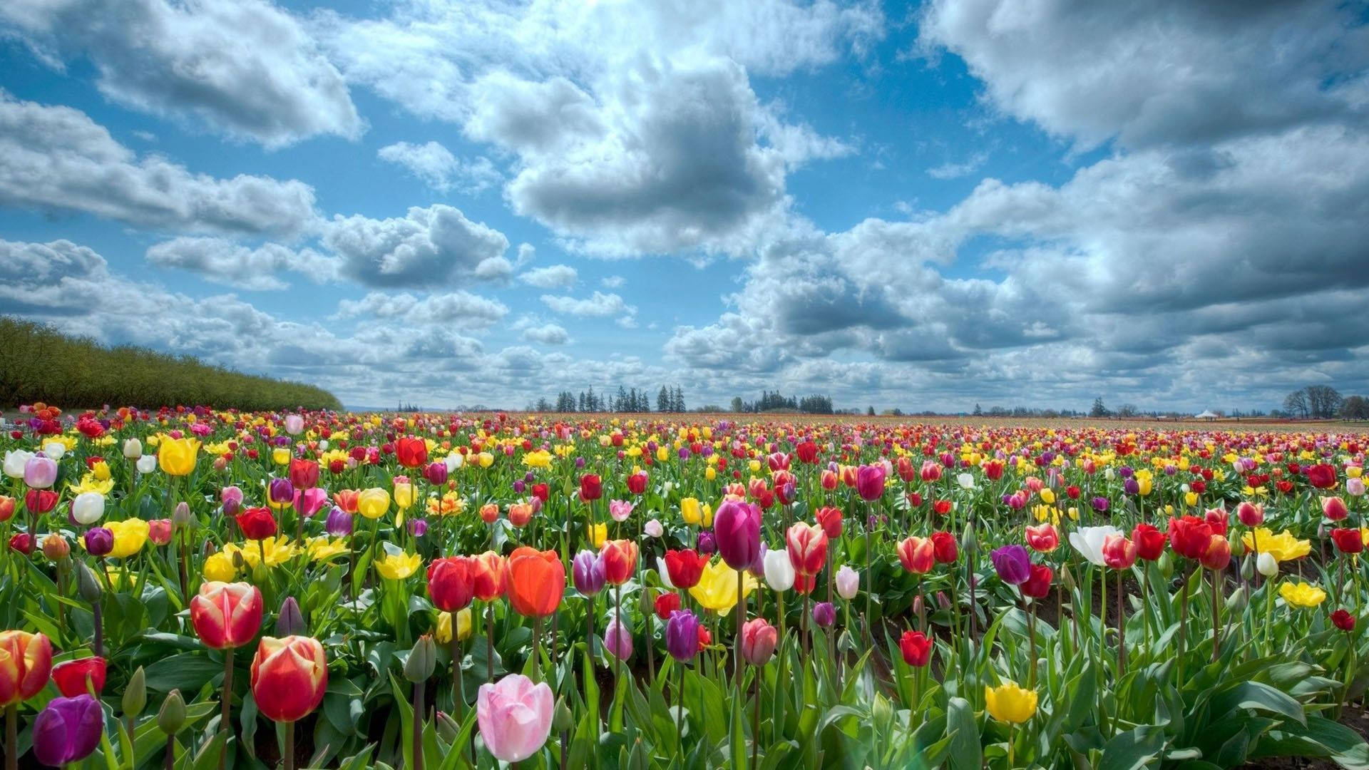 Tulip Field Wallpapers