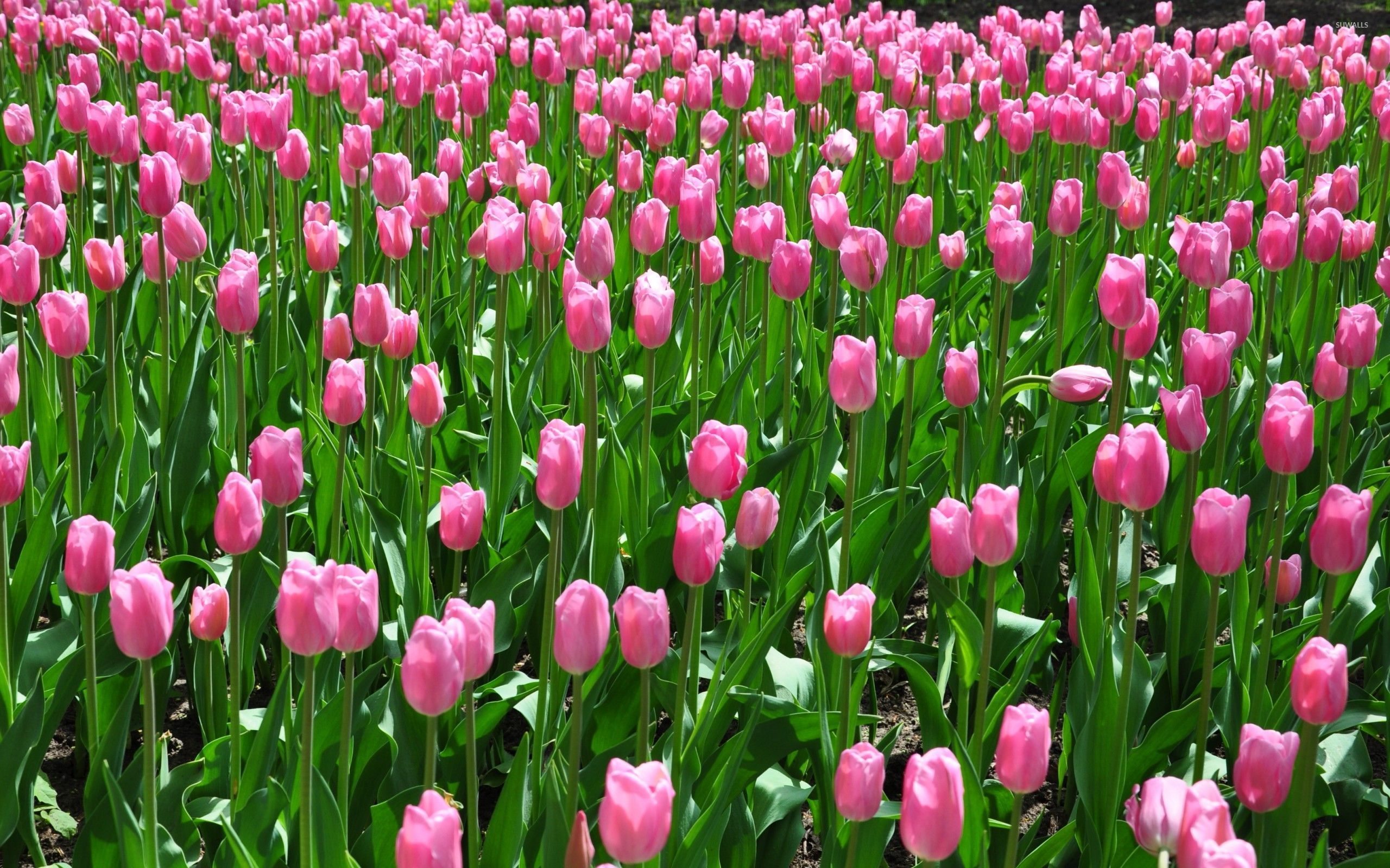 Tulip Field Wallpapers