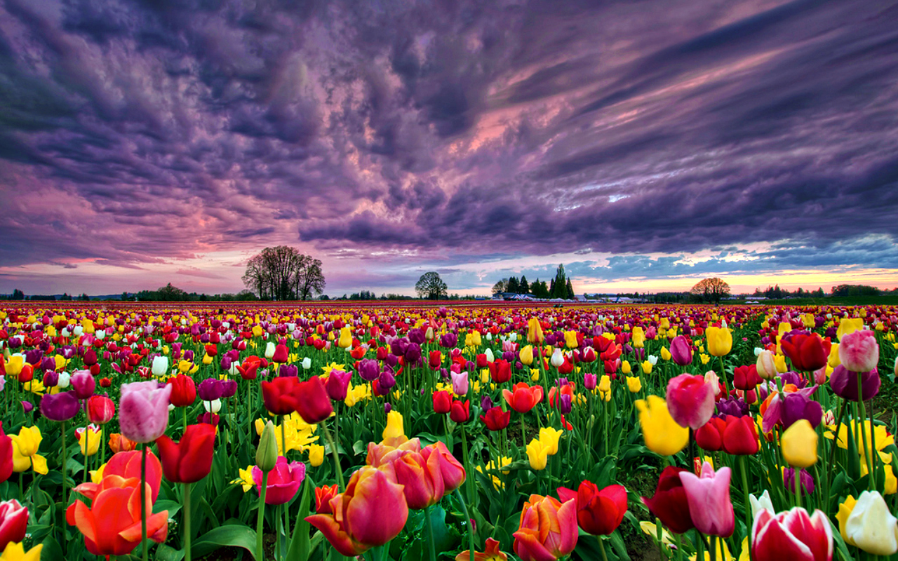 Tulip Field Wallpapers