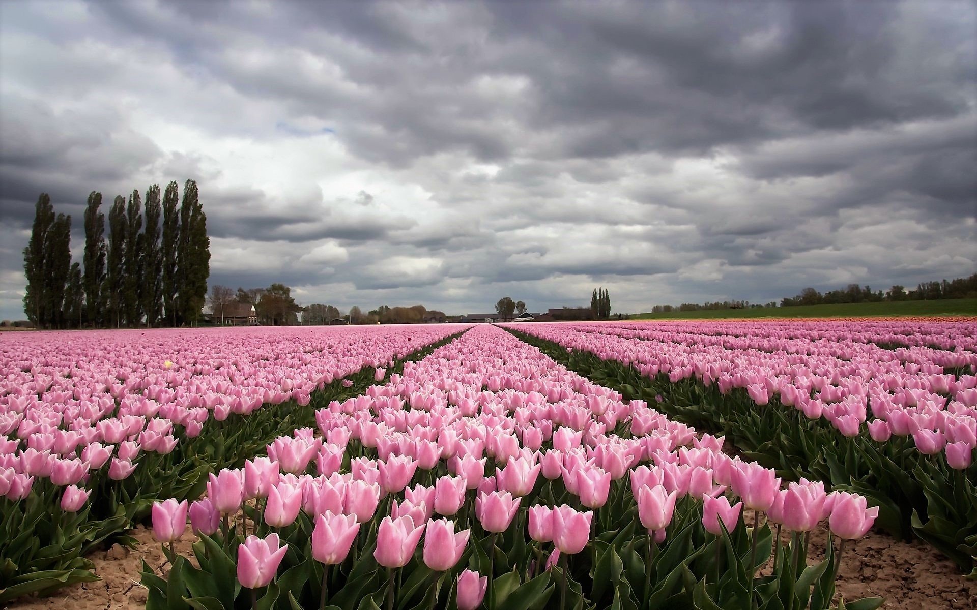 Tulip Field Wallpapers