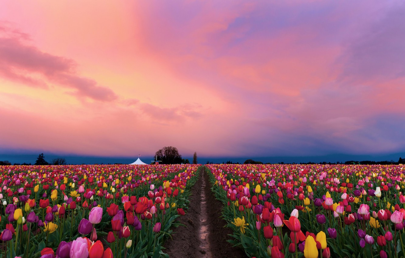 Tulip Field Wallpapers