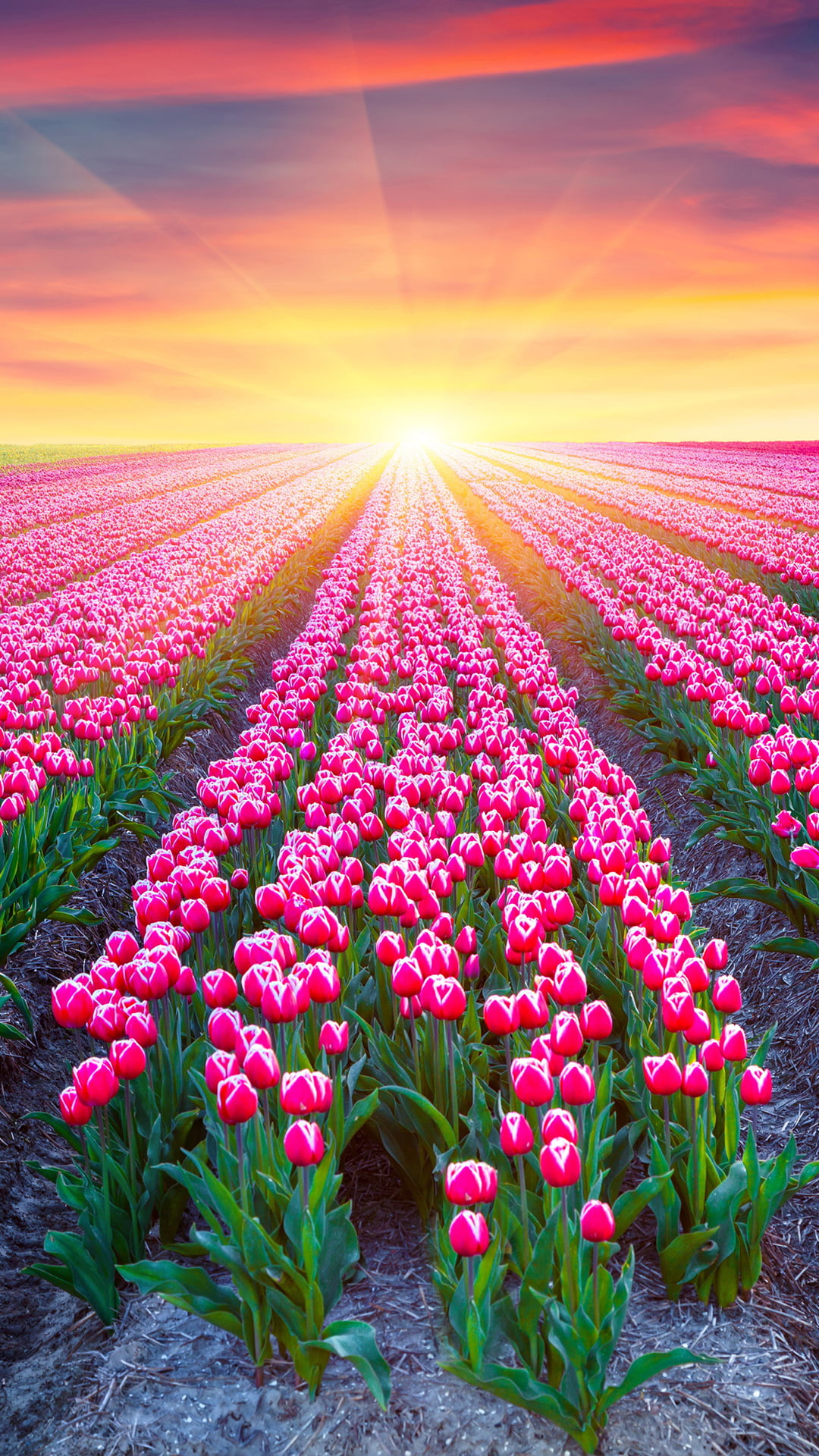 Tulip Field Wallpapers