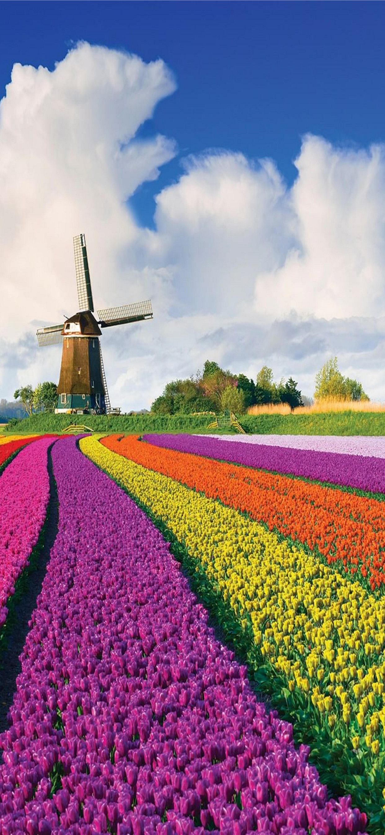 Tulip Field Wallpapers