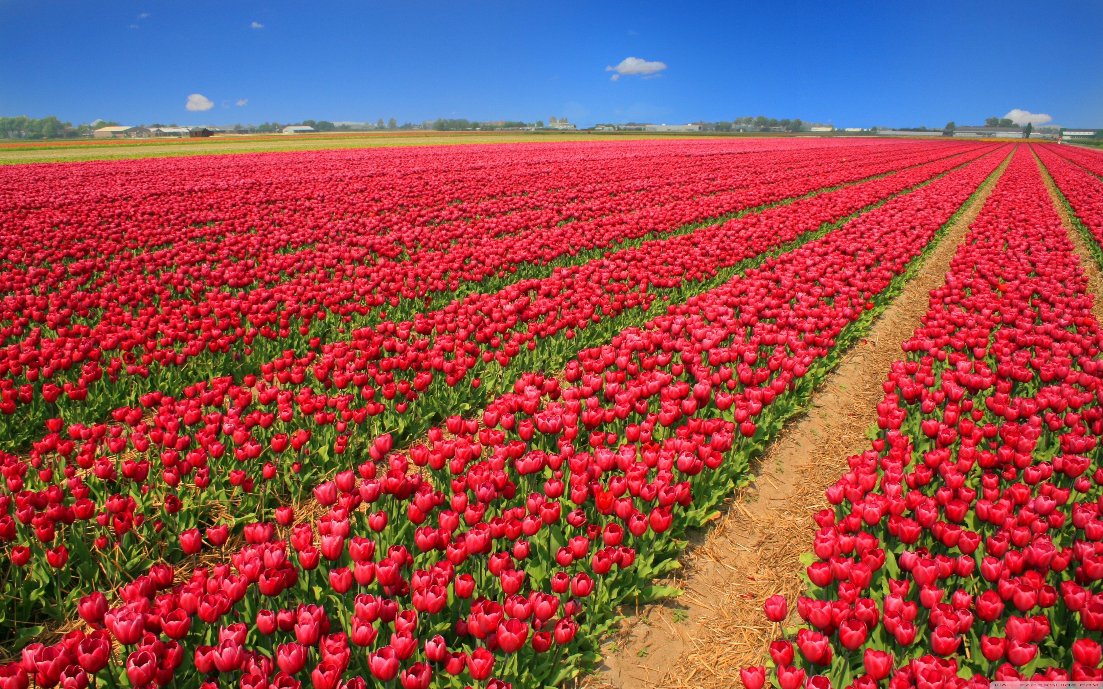 Tulip Field Wallpapers