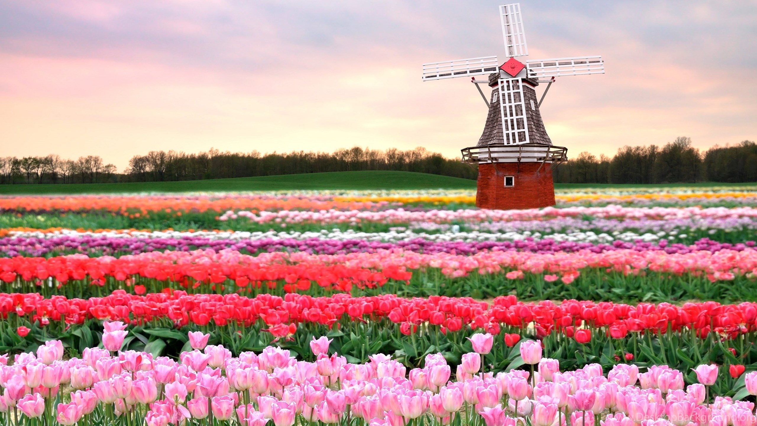 Tulip Field Wallpapers