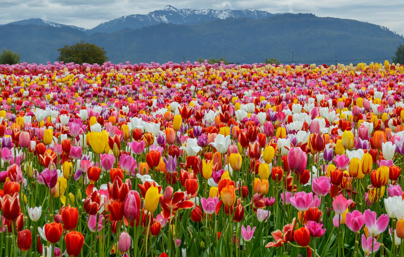 Tulip Field Wallpapers