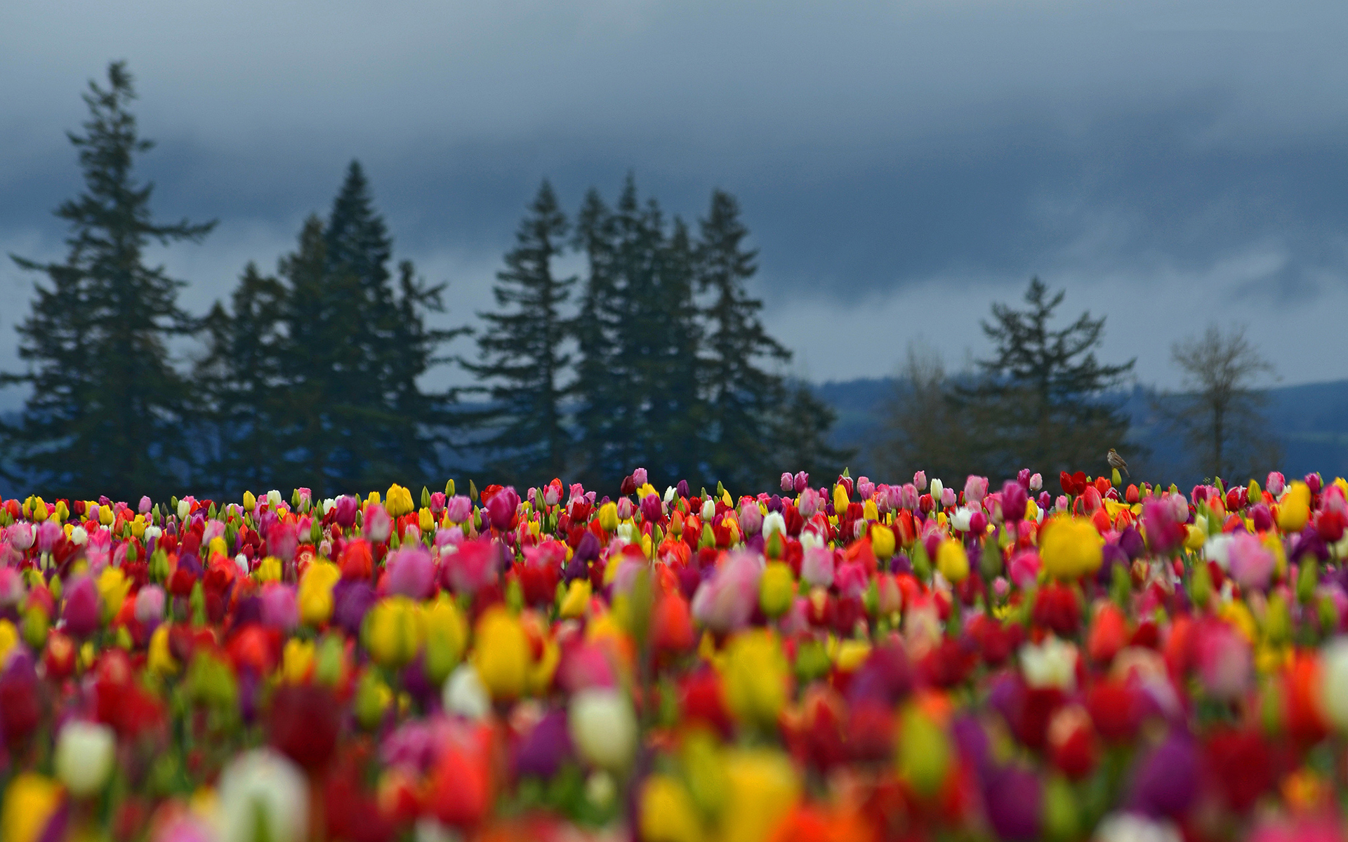 Tulip Field Wallpapers