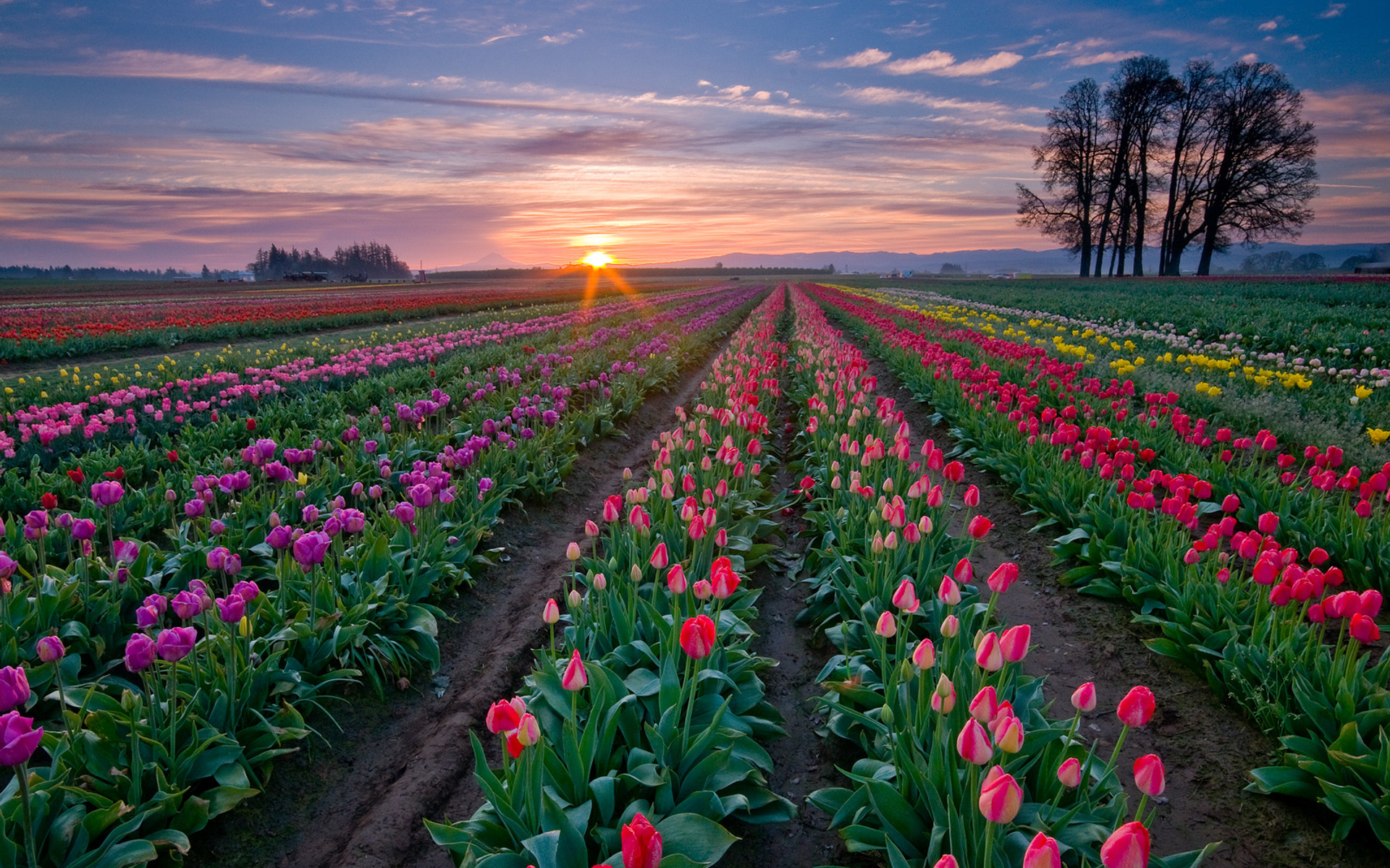 Tulip Field Wallpapers