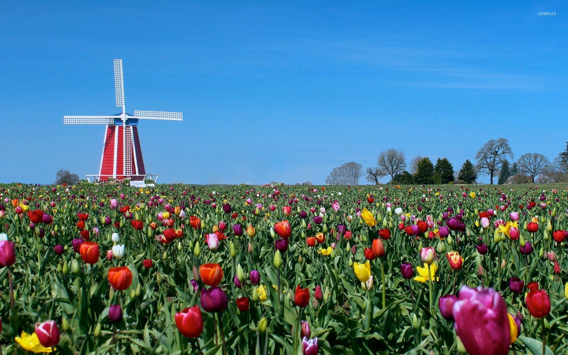 Tulip Field Wallpapers