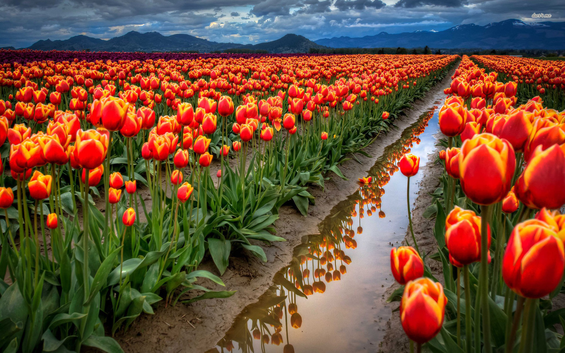 Tulip Field Wallpapers