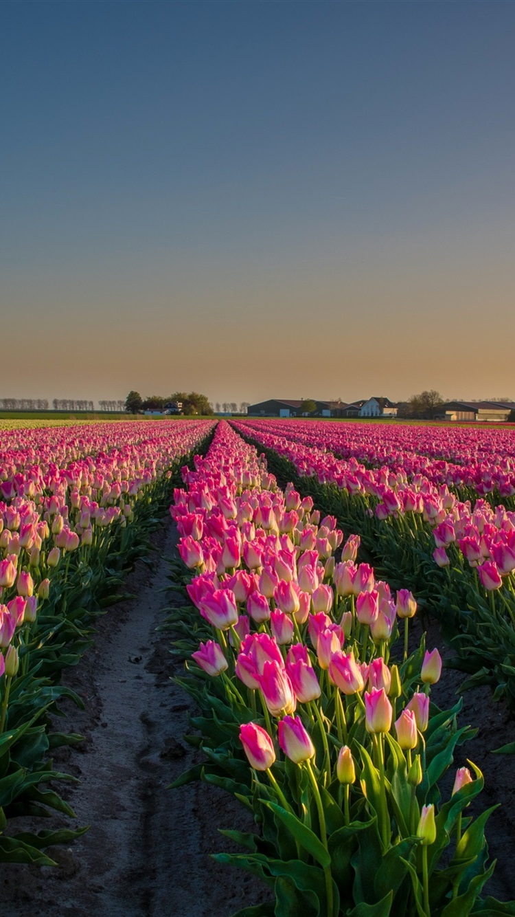 Tulip Field Wallpapers