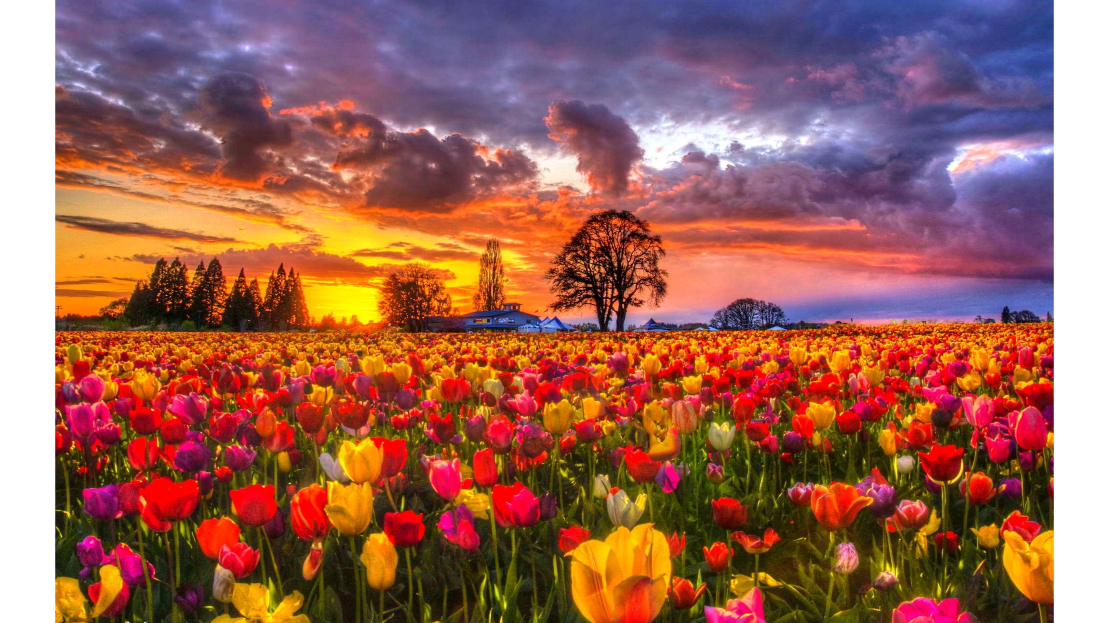 Tulip Field Wallpapers