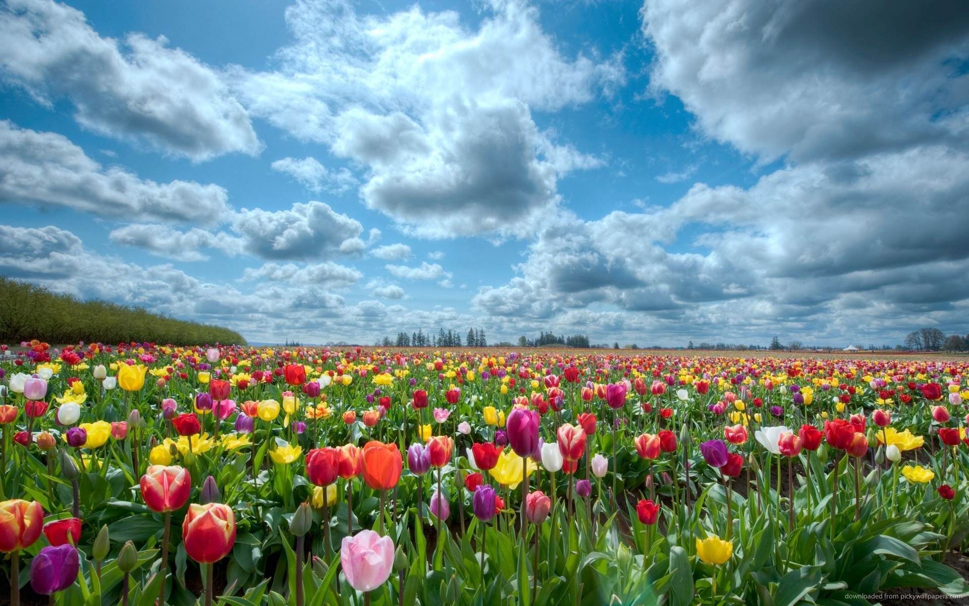 Tulip Field Wallpapers