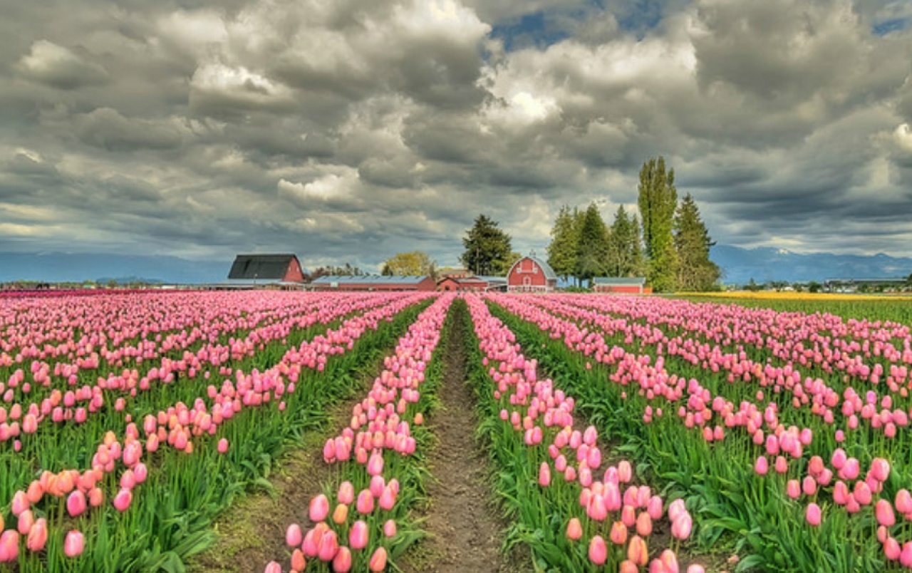 Tulip Field Wallpapers