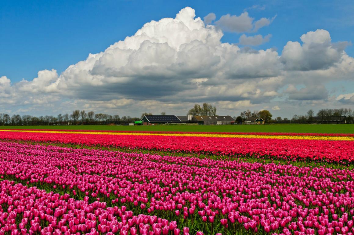 Tulip Field Wallpapers