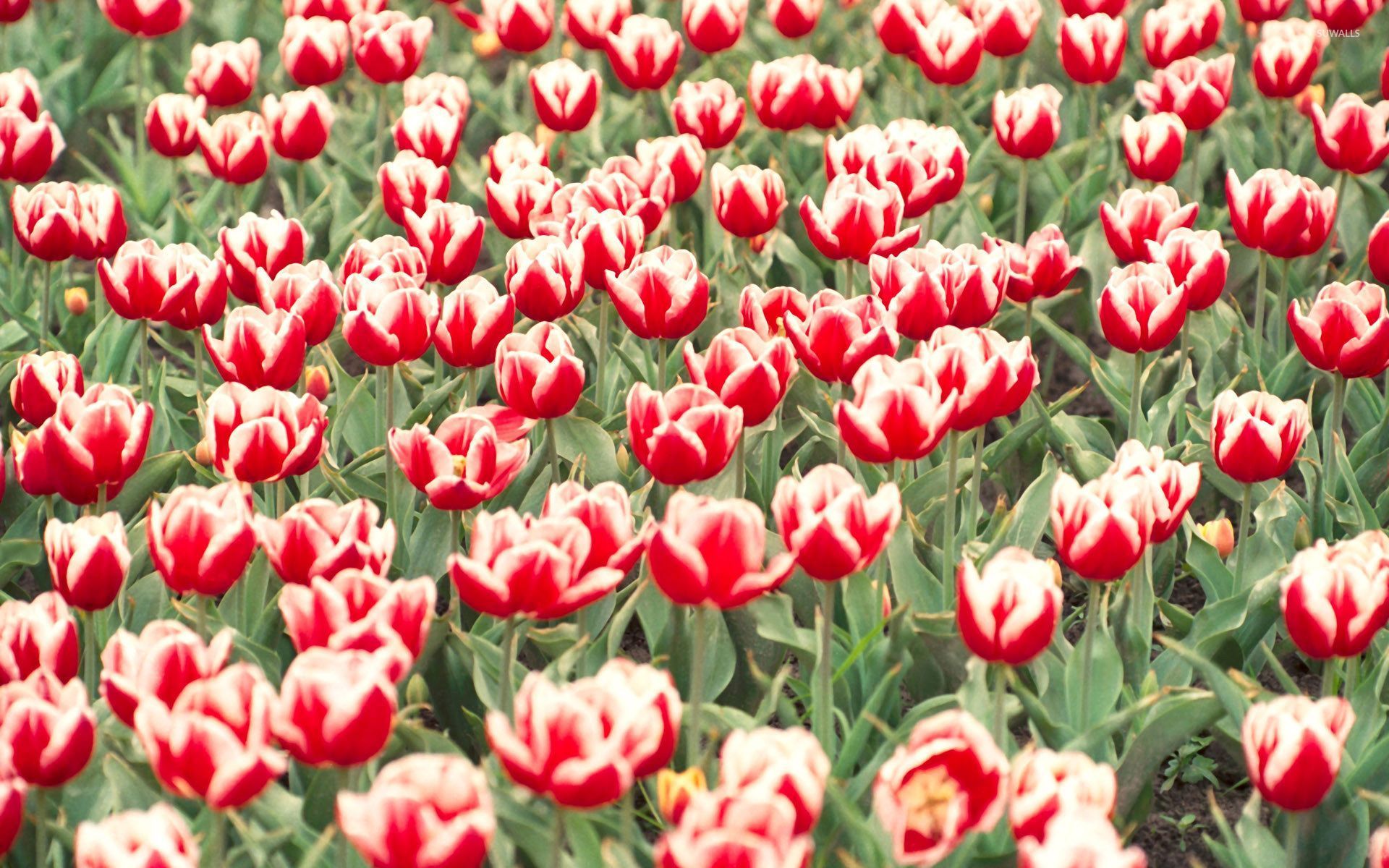 Tulip Field Wallpapers