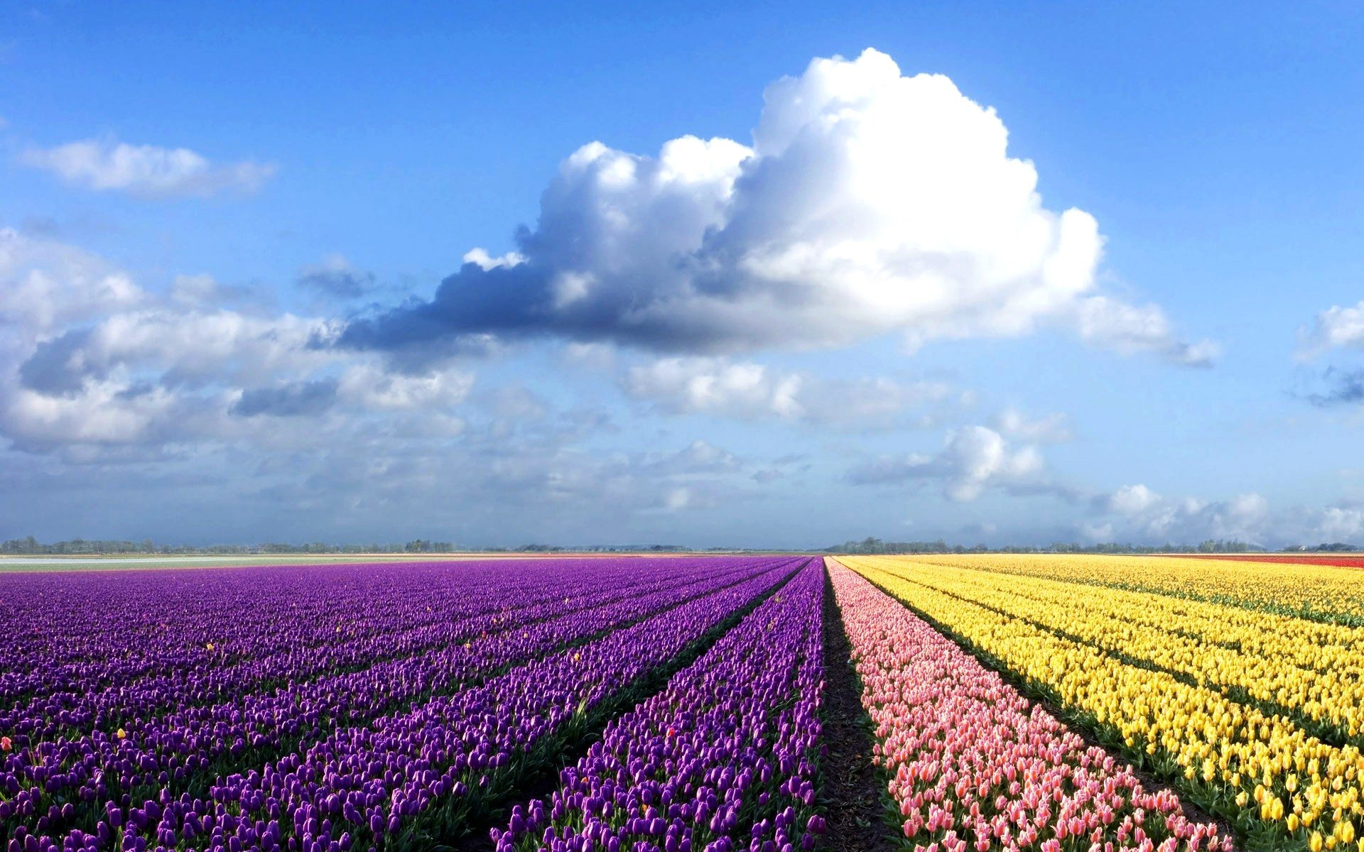 Tulip Field Wallpapers