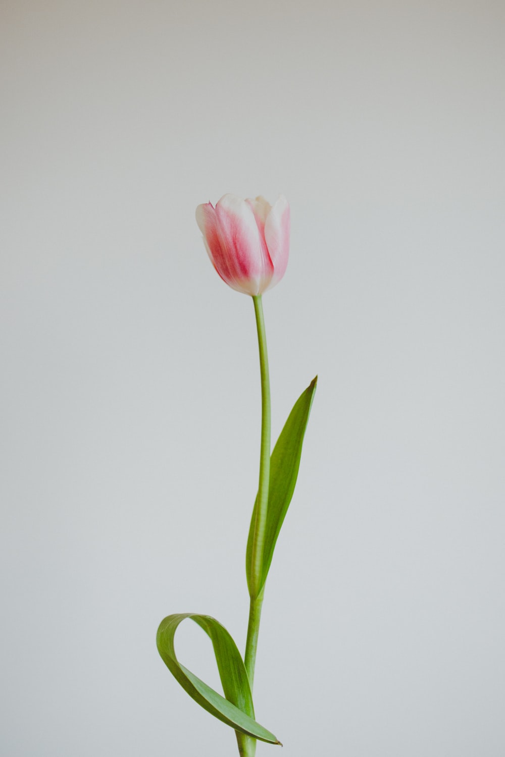 Tulip Flower Wallpapers