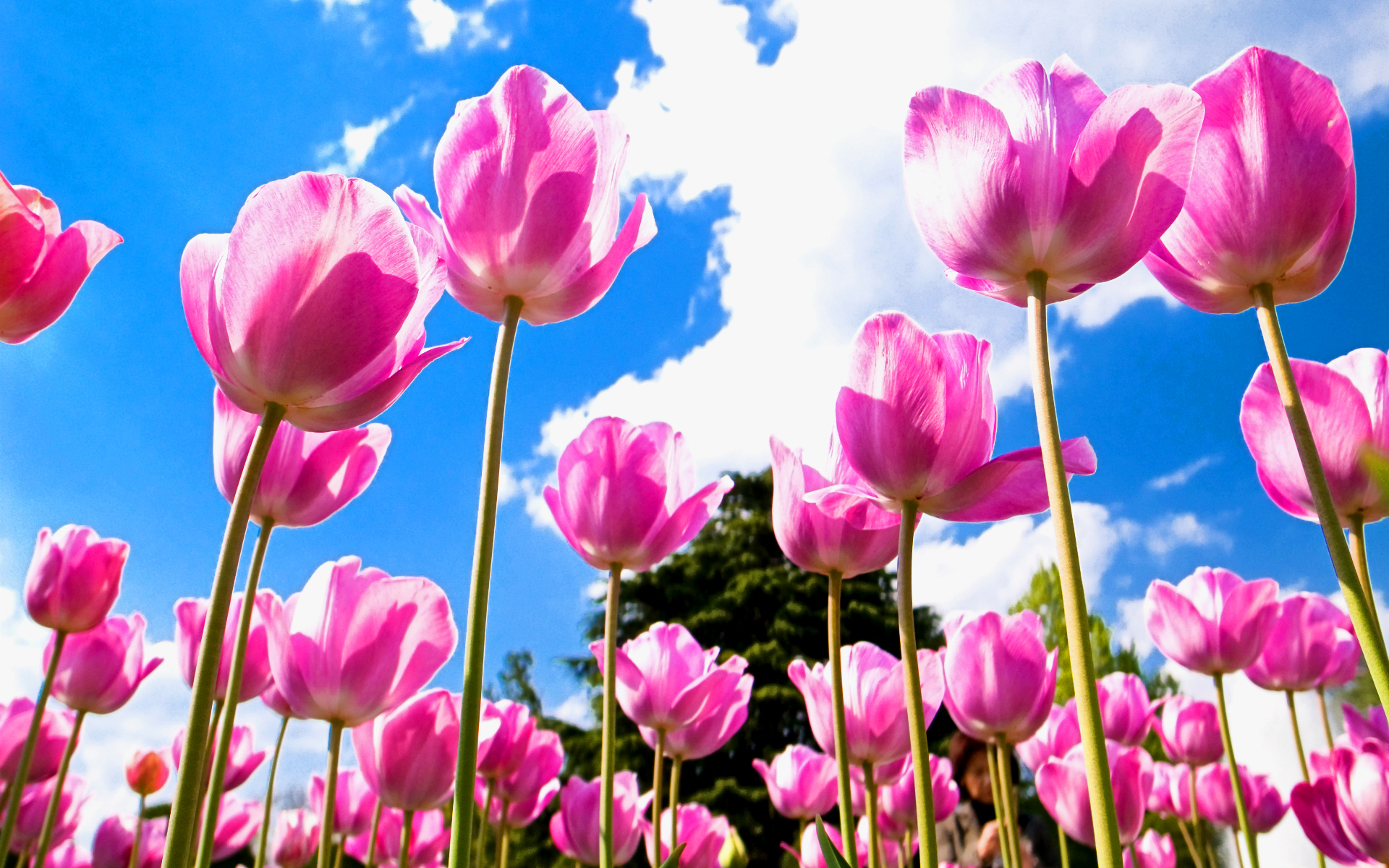 Tulip Flower Wallpapers