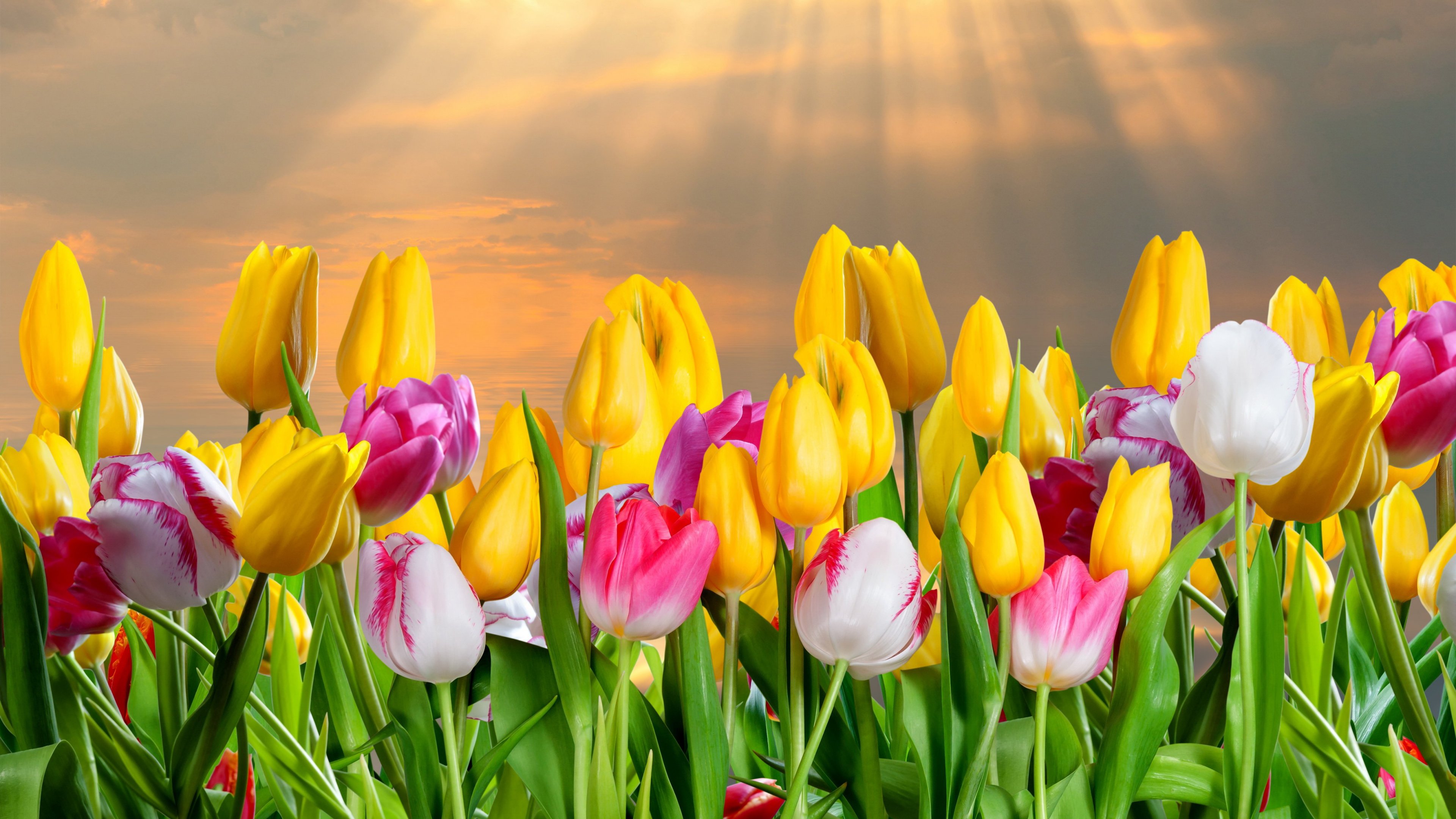 Tulip Flower Wallpapers